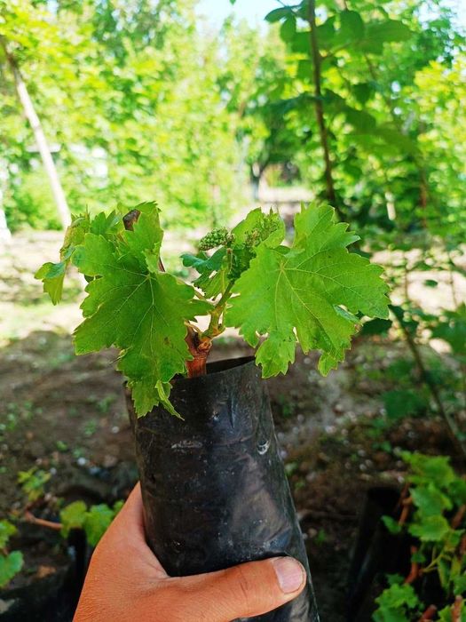 Аватар ва бошқа узумлар тувакларда ўсаётган холда.