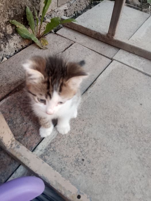 Котята в хорошие руки