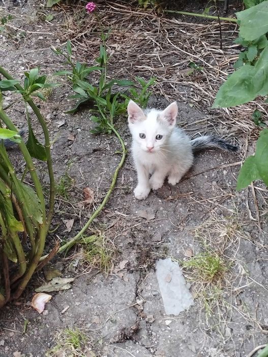 Търся дом за 4 малки котенца