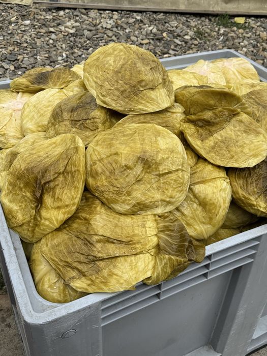 Varză Murată Calitatea 1