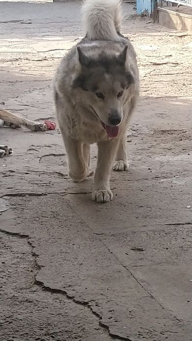 Аляскинский маламут