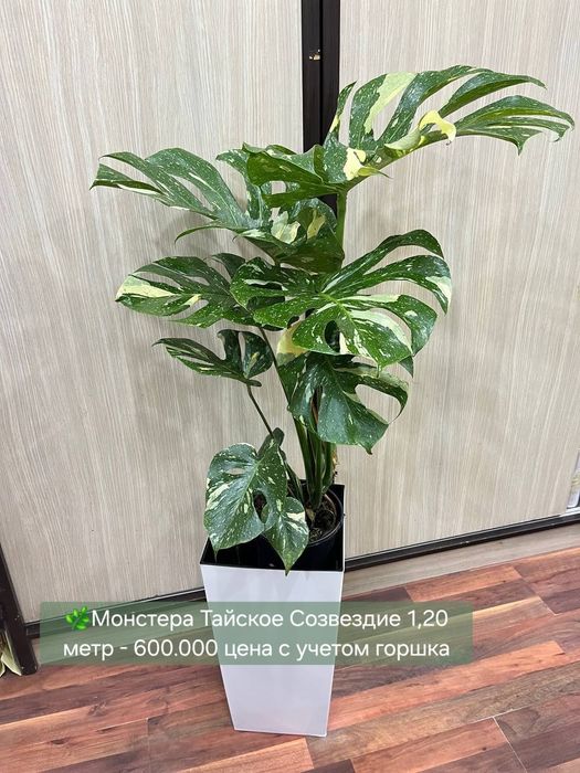 Монстеры и Замиокулькасы