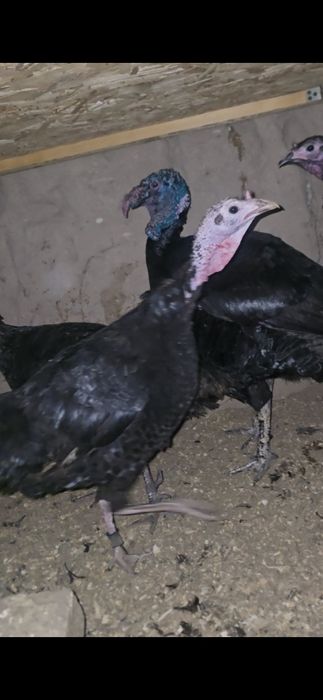 Qorashoxzada dakan induk avstrelop tuximi