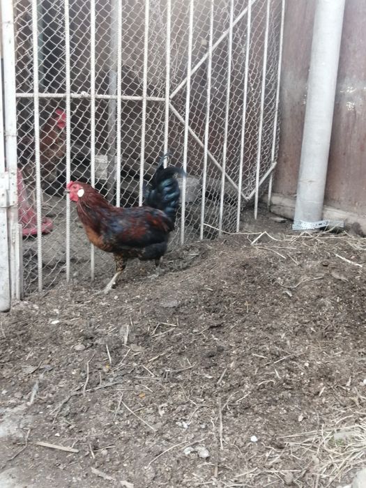 Петух 10 месяцев.