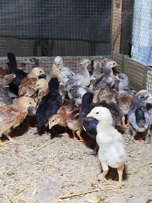 Циплята.жужалар. 20000 сумдан