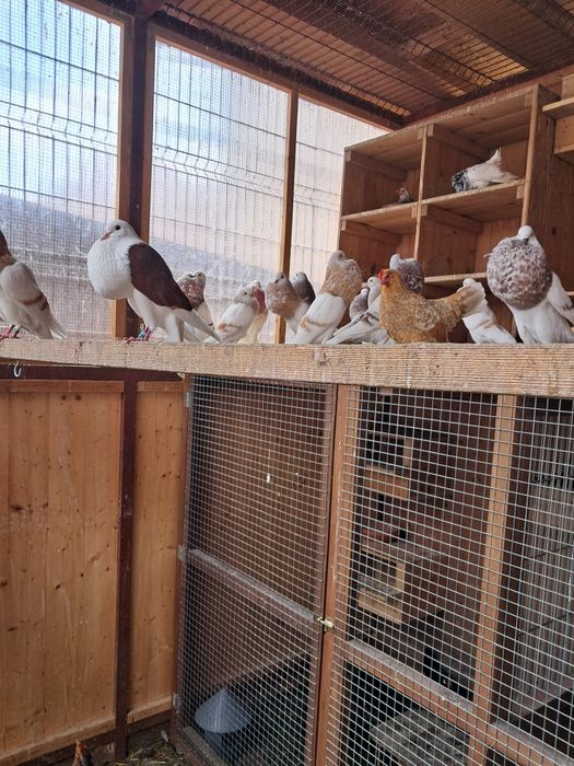 Vând Porumbei Guṣaţi Hoserman aduși din Germania