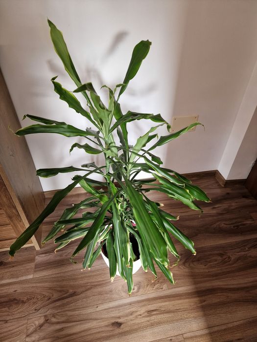 Dracaena fragans - "trunchiul fericirii"