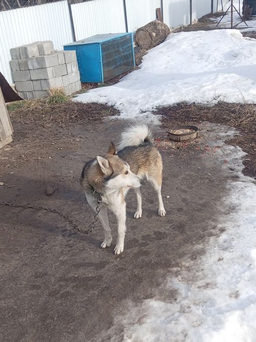 Продам Продам Продам