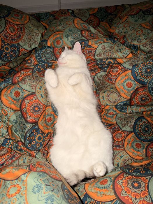 Отдам кошку белая