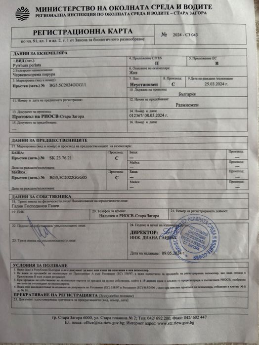 Папагал Пирура Молина