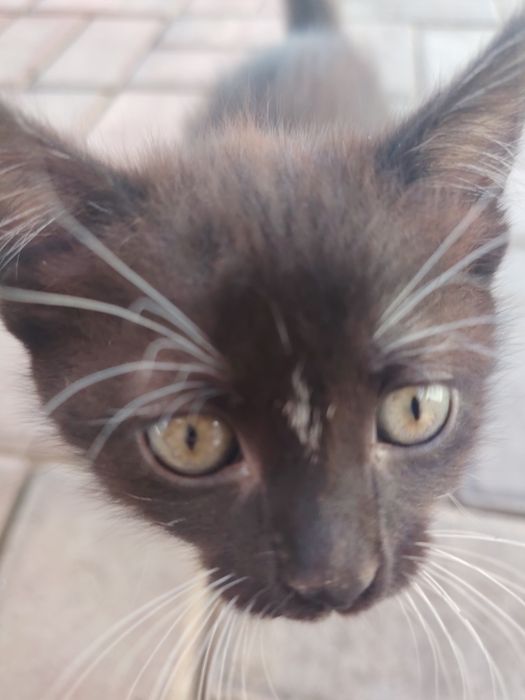 Котенок девочка ищет дом