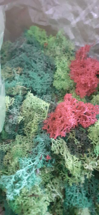 ПРОМО! Скандинавски мъх 20 лв.