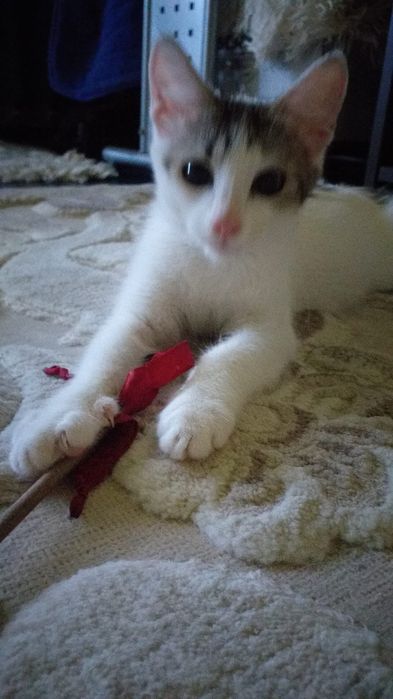 Pisoi spre adoptie