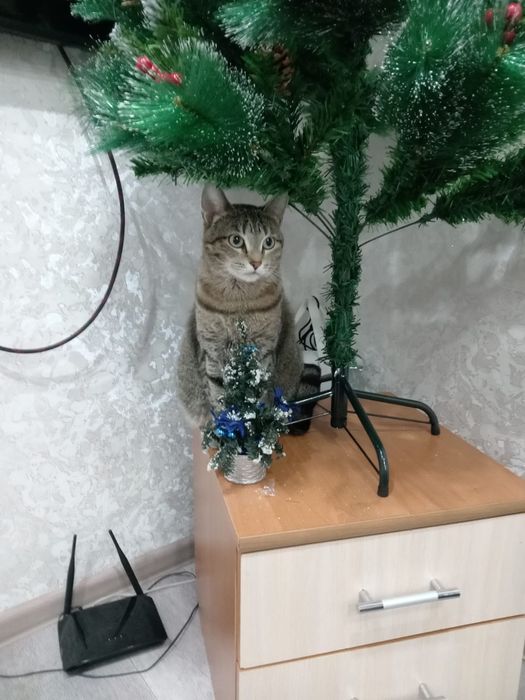 Отдам кошечку в добрые руки