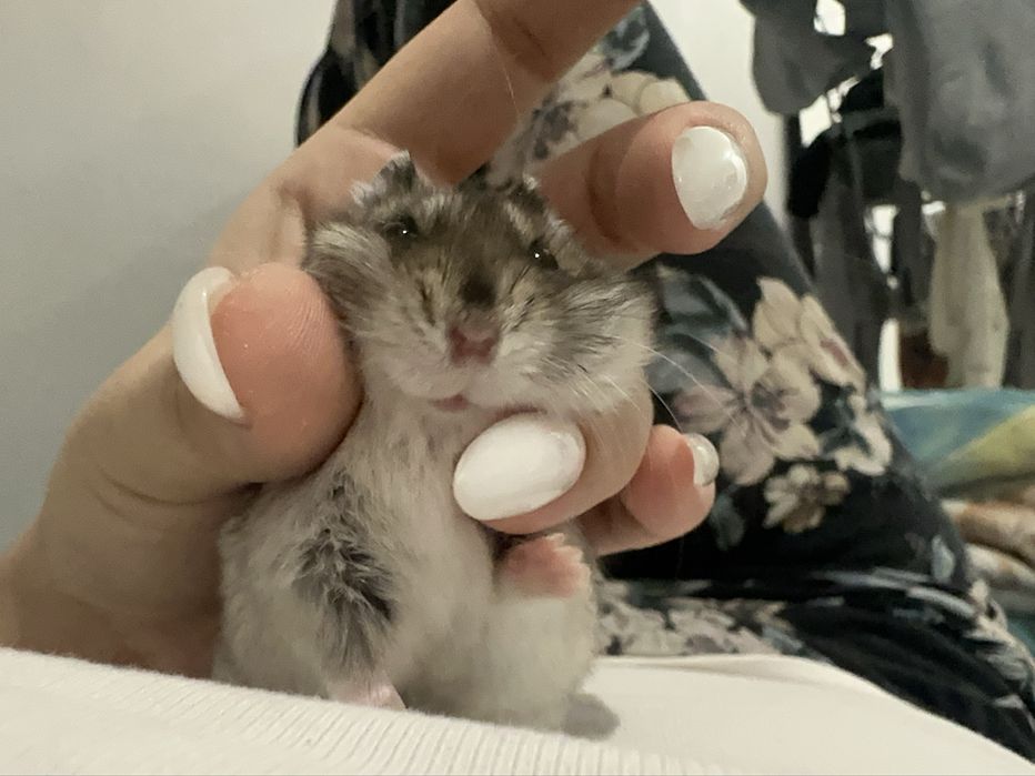 Хомяк со всем приданным