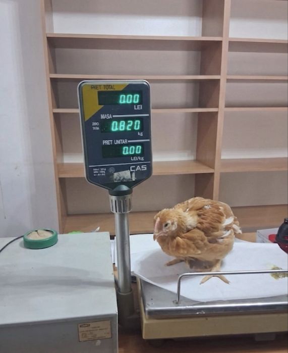 De vânzare puii bio