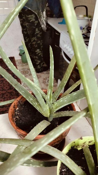 Растение Алое,-вера.  Лечебное