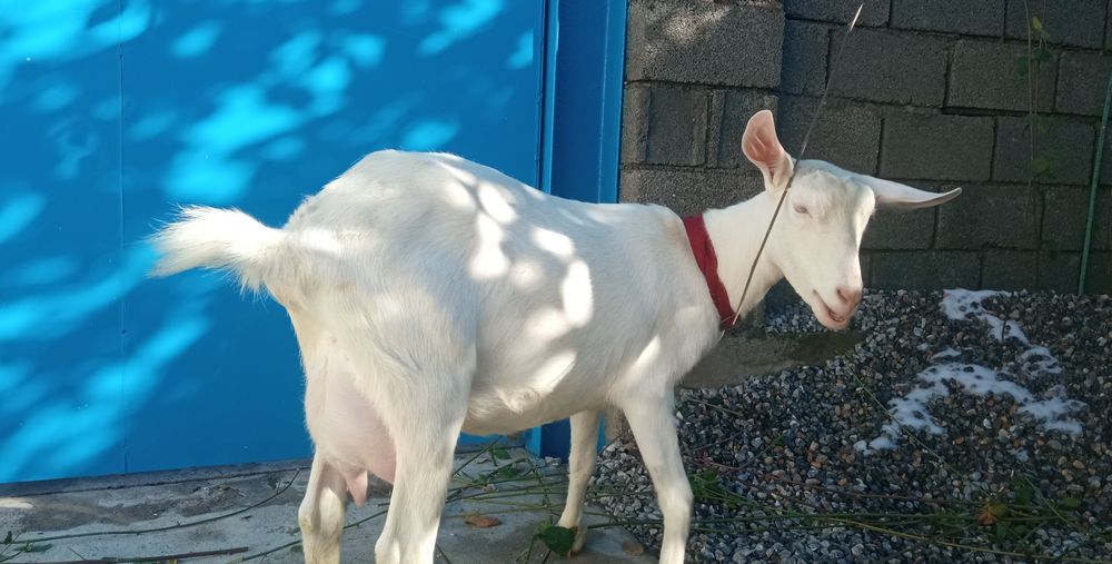 Коза зааненской породы.