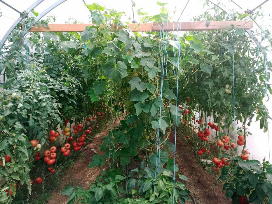 Продавам селски розови домати краставици пресни зеленчуци - София , с. Бусманци - само на място