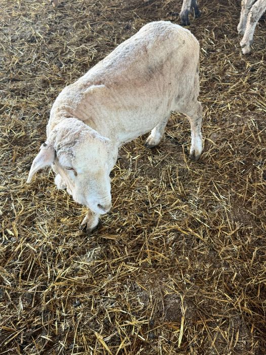 Berbecuți grași pentru tăiat