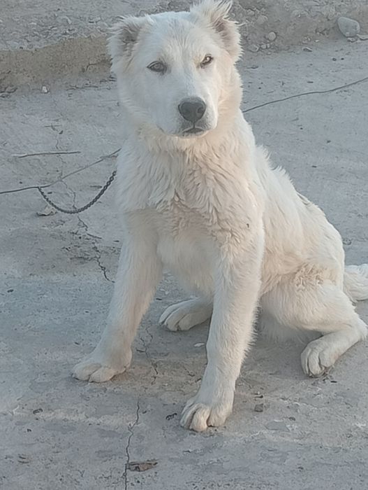 Ургашы алабай кушик