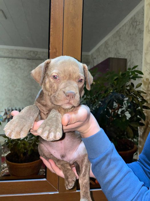 Папа стаффошер мама питбуль продою щинки