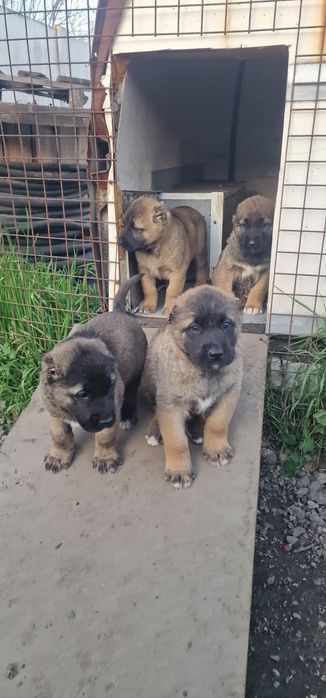 Чистокръвни Кангали