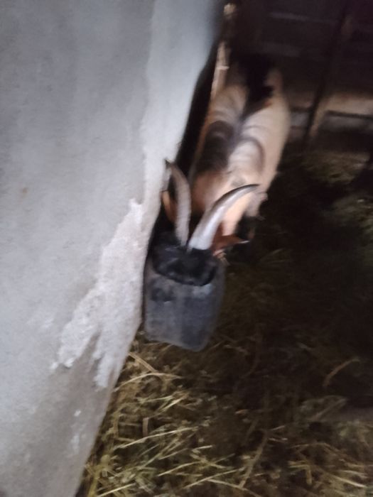 Vând capre diferite culori