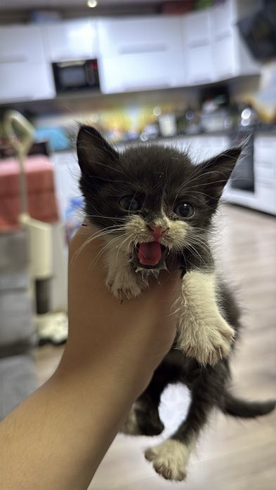 Отдам котят в добрые ручки