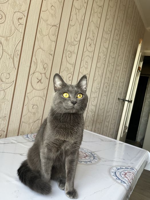 Потерялся кот в районе Мирного дачи
