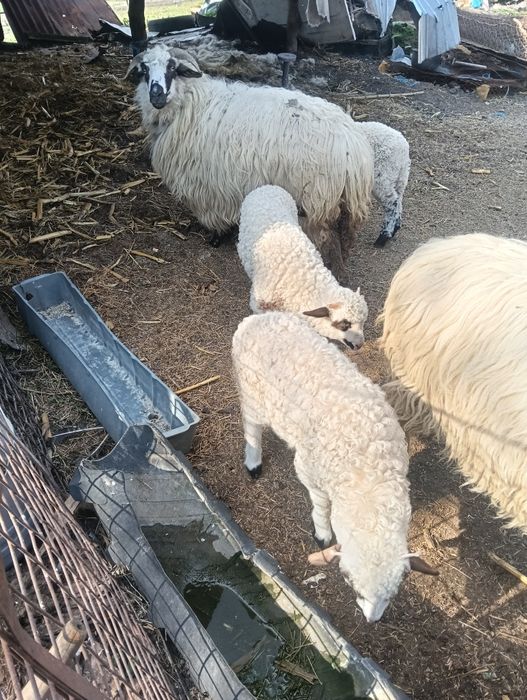 Două oi țurcane și doi berbecuți