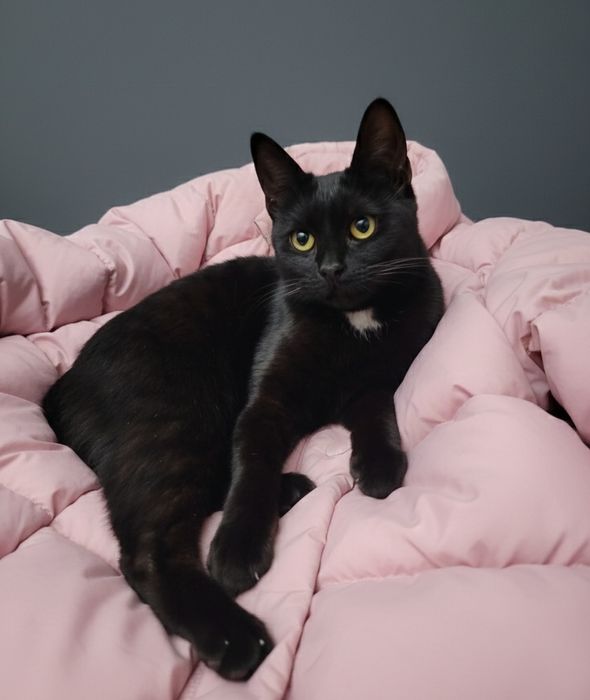 Мини-пантера ищет хозяина