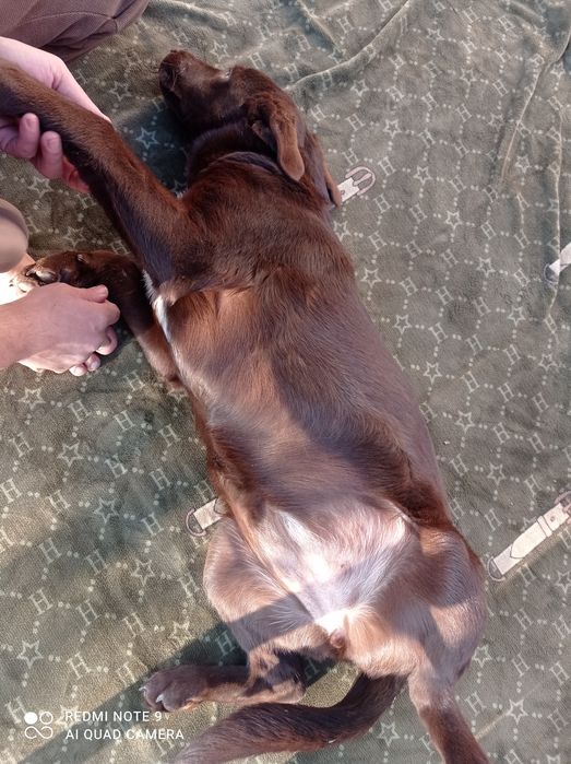 Лабрадор девочка