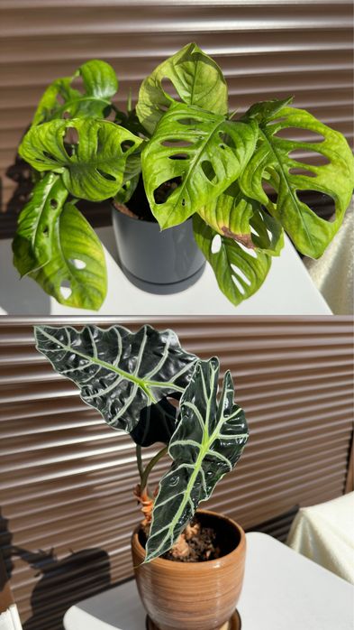 Monstera Adansonii (Монстера Адансонии) и Alocasia Amazonica Polly (Алоказия Поли)