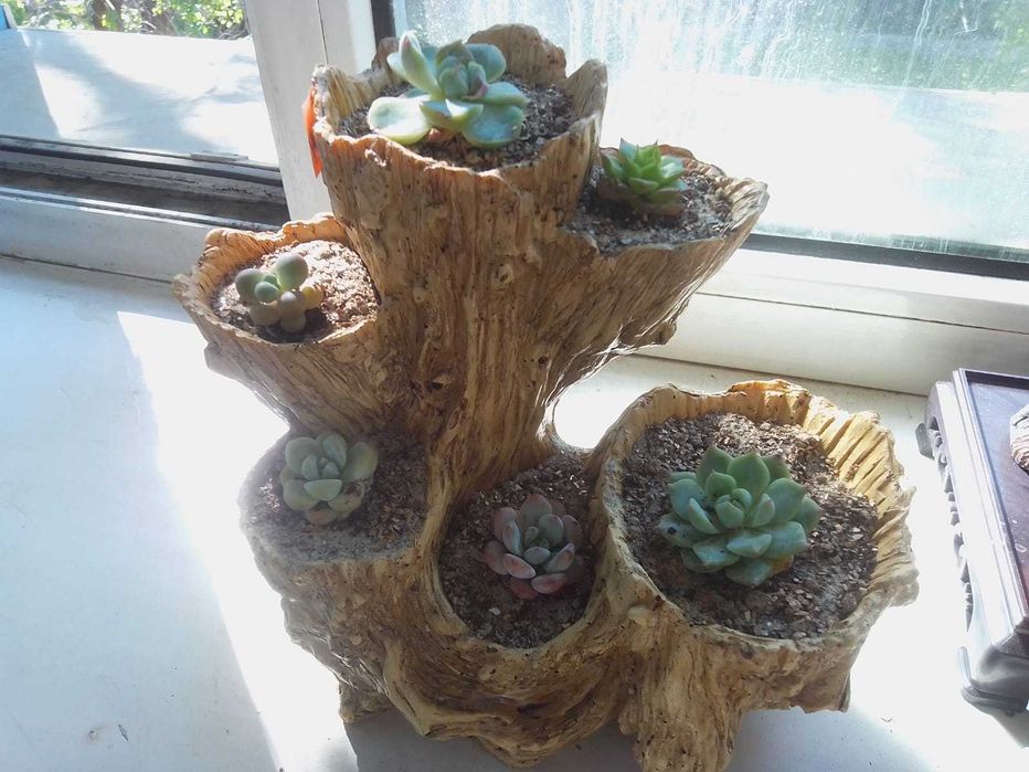 Продам суккуленты