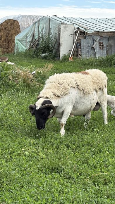 Vand 2 berbeci foarte buni pentru monta.
