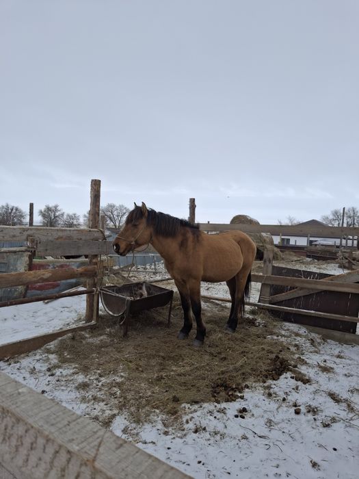 Кула айгыр сатылады!