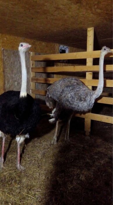 Африканские страусы страус