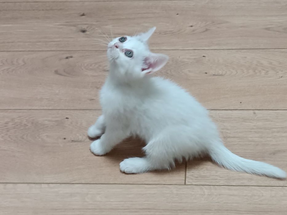 Скоттиш фолд и страй девочка 2 месяца. Scottish straight Qiz bola 2 oy