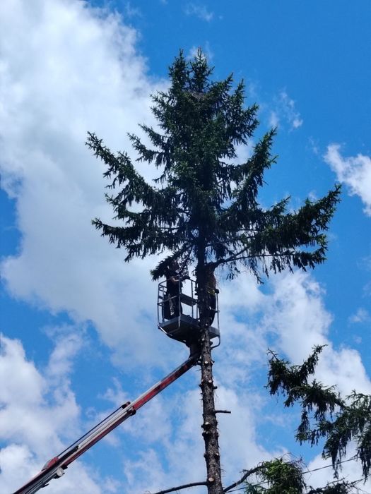 Рязане и премахване на опасни дървета