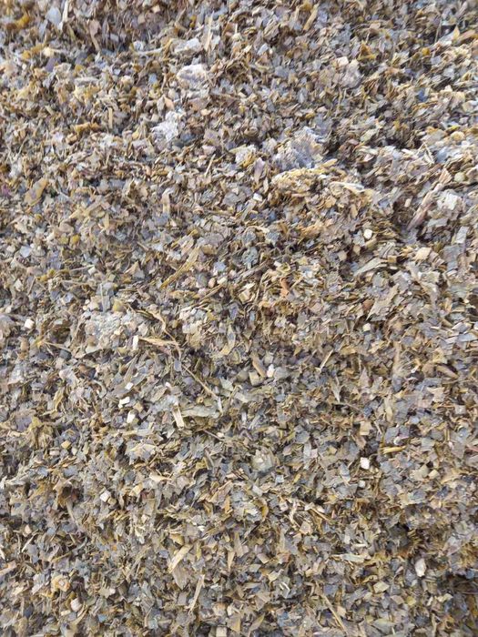 Царевичен силаж 2025