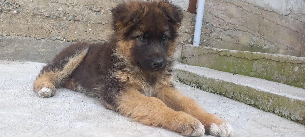 Продам щенка овчарки.девочка