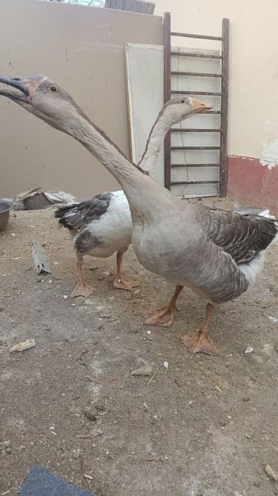 sotiladi optomga bor