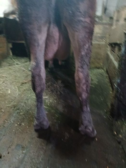 Vând  vaca la a3 fătare