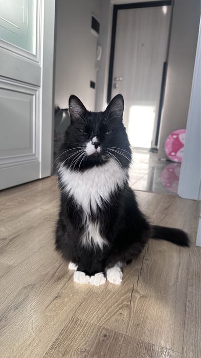 Отдам кота в добрые руки