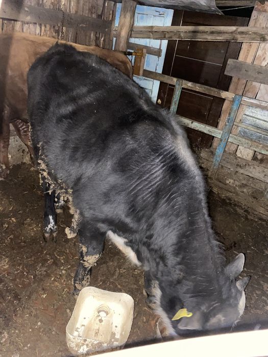 Продам 3-х бычков