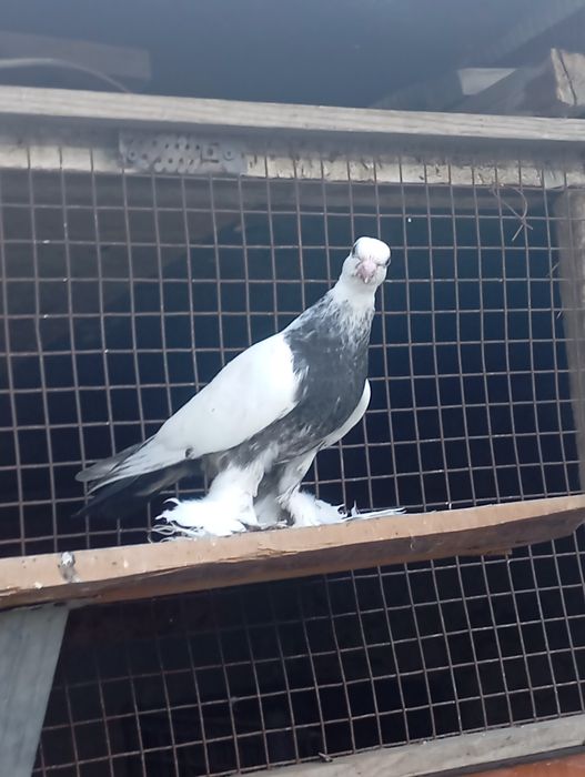 Продам голубей Жиганов и сочей