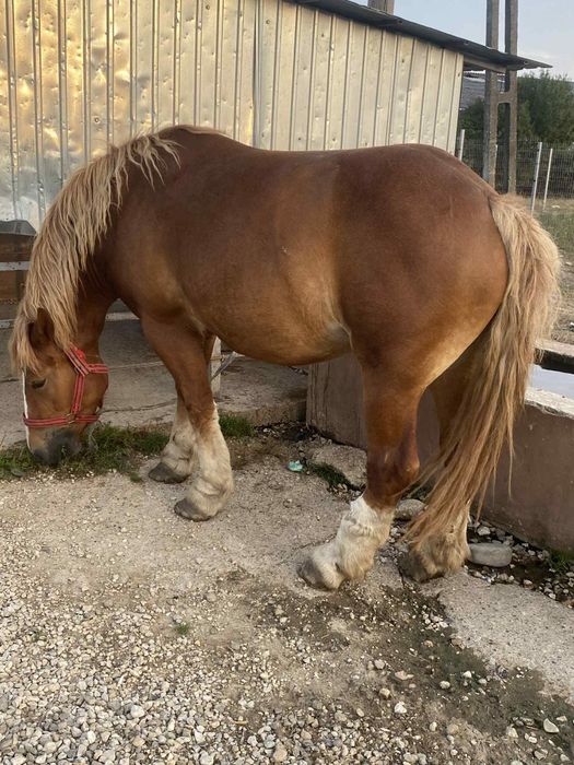 Vând manza de 3 ani gestanta 3600 de euro