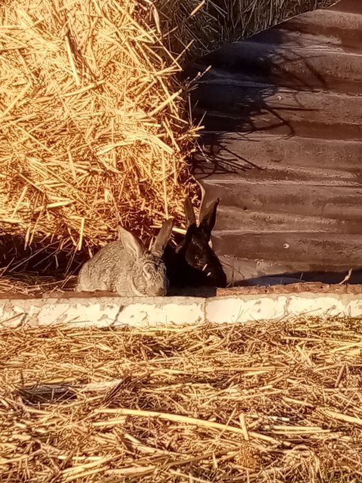 Продам кроликов срочно