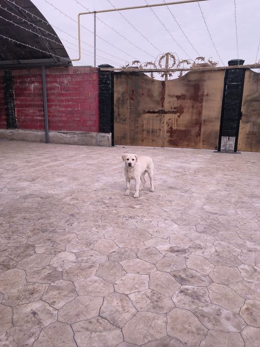 Добрый игривый Лабрадор продаю